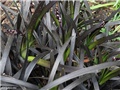 ophiopogon